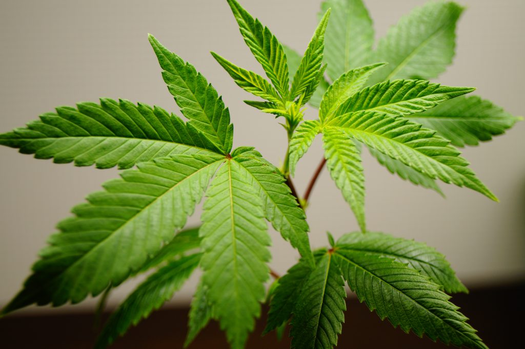 Ein gesunder Steckling für den CanG Homegrow legal und bewurzelt