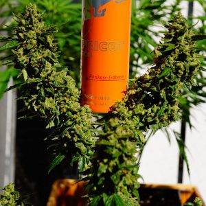 🏔  Mx Kush Auto 🇩🇪