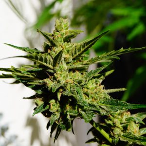 Ist dein CanG Homegrow legal? erfahre es hier