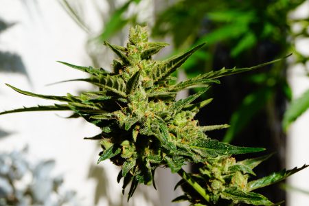Das CanG & Dein Homegrow: Was du 2025 wirklich wissen musst (Einfach erklärt von @kalumino)
